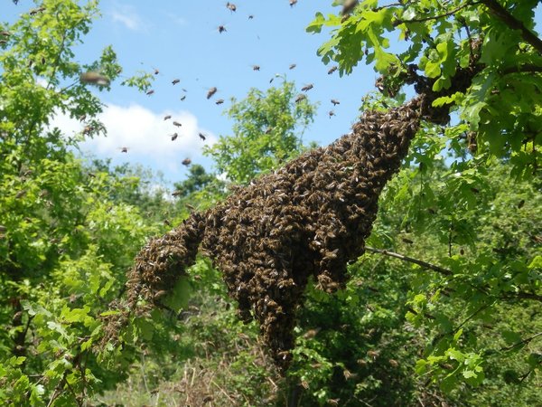 Hohenau: Falleció anciano atacado por abejas