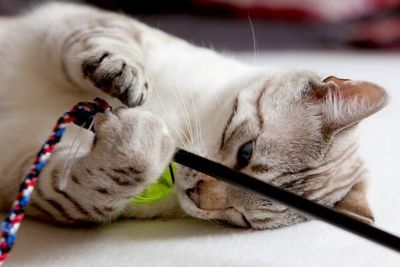 Los gatos no deben comer solo alimentos secos - Mascotas - ABC Color