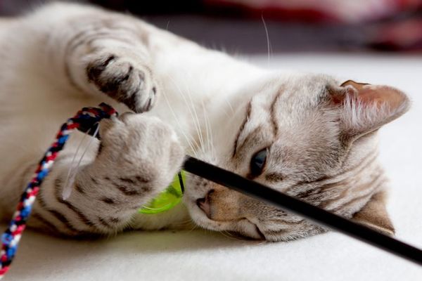 Los gatos no deben comer solo alimentos secos - Mascotas - ABC Color