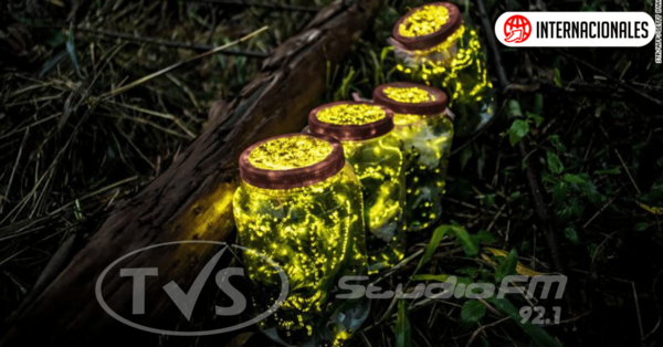 Las luciérnagas se enfrentan a la extinción debido a la pérdida de hábitat, a los pesticidas y a luz artificial