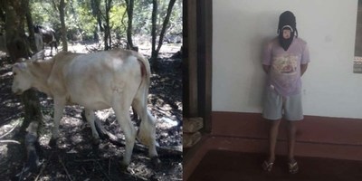 RECUPERAN VAQUILLA DE HUMILDE FAMILIA DE CORONEL BOGADO
