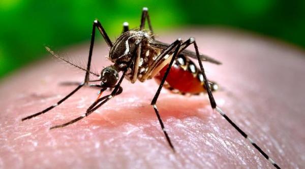 Dengue: Letal inacción de autoridades y ciudadanía