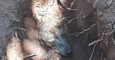 Rescatan a perro que habría sido enterrado vivo | Noticias Paraguay