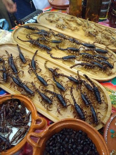 Increíbles platos de insectos y animales en gastronomía mundial - Periodismo Joven - ABC Color