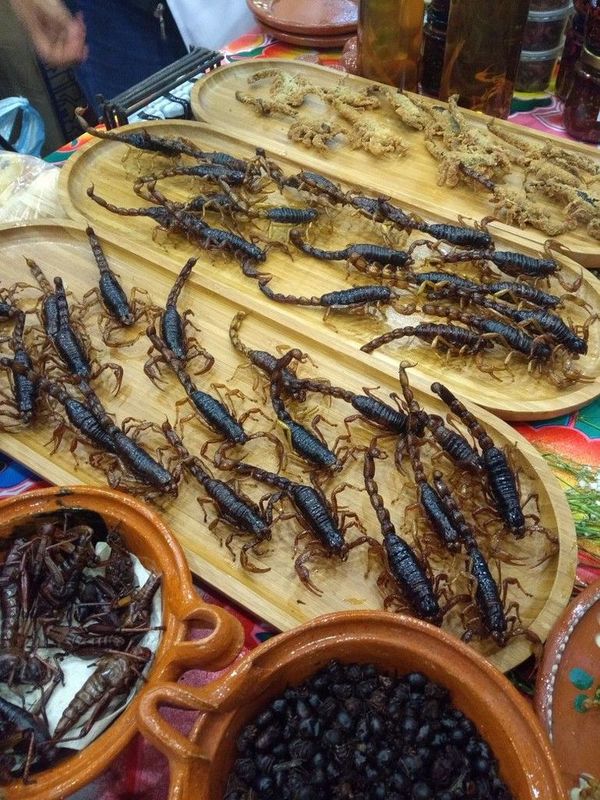 Increíbles platos de insectos y animales en gastronomía mundial - Periodismo Joven - ABC Color