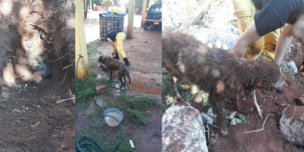 UN PERRO FUE ENTERRADO VIVO EN CAAZAPÁ