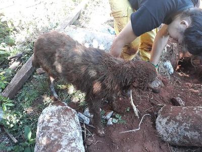 Bomberos rescatan a un perro que al parecer llevaba varios días enterrado - Nacionales - ABC Color