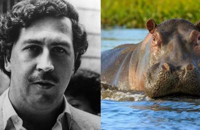 Los hipopótamos de Pablo Escobar están poniendo en peligro el ecosistema de Colombia - SNT
