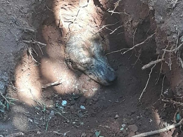 Enterraron vivo a un perro en Caazapá