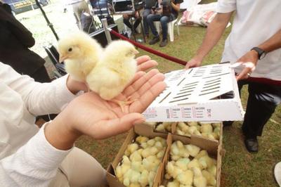 MAG inicia apoyo a 2.000 familias productoras afectadas por inundaciones en Ñeembucú - .::RADIO NACIONAL::.