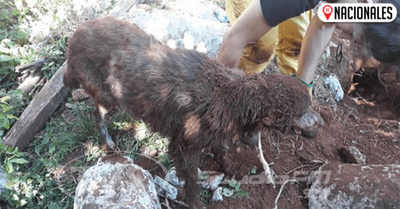 Bomberos rescatan a un perro que al parecer llevaba varios días enterrado