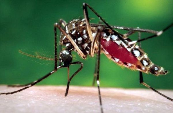 Dengue en febrero: ¿Ya revisaste tu patio hoy? - Nacionales - ABC Color