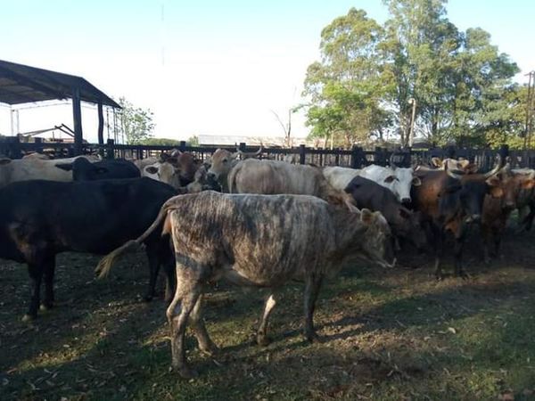 Fiscal apela decisión del juez que dio prisión domiciliaria a presunto abigeo - Nacionales - ABC Color