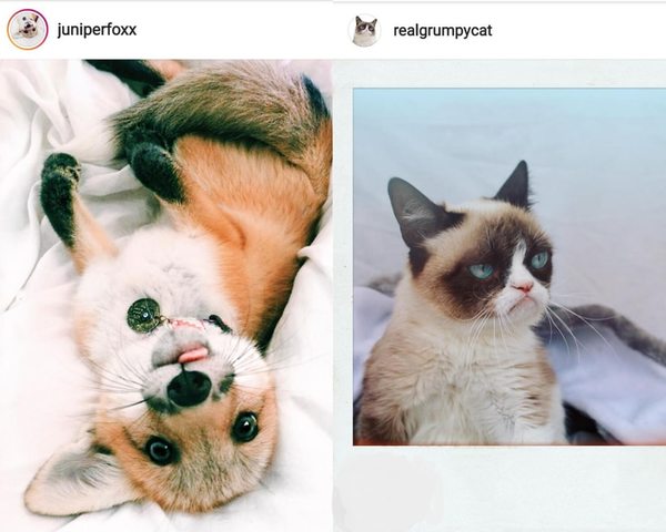 Con millones de seguidores, tiernos animales son famosos en las redes - Periodismo Joven - ABC Color