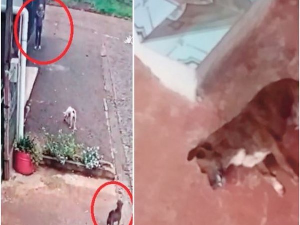 Envenenó al perrito de su vecino porque "le molestaba"