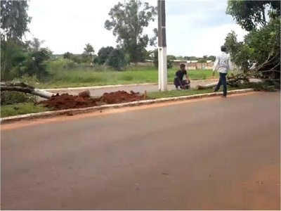 Intendente de Ypejhú mantiene su intención de talar árboles