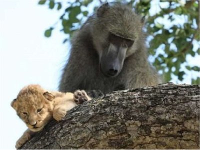 Un babuino recrea la famosa escena de El Rey León con una cría de león