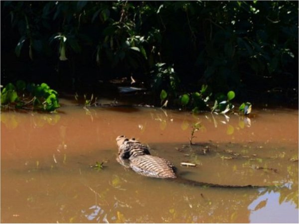 Yakarés del Lago de la República no son peligrosos, según técnicos