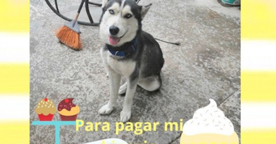 Murió perrito que luchaba contra cáncer
