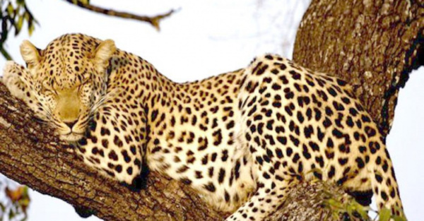 Leopardo no estaba muerto sino dormido