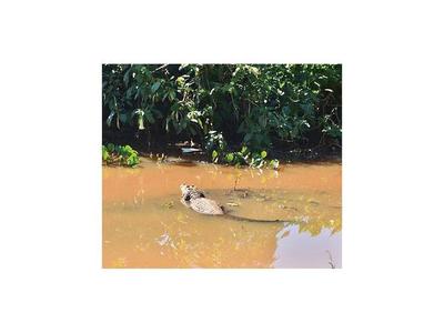 Afirman que yacaré del lago no es peligroso