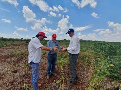 Ven ensayos de soja resistente a sequía - ABC Rural - ABC Color