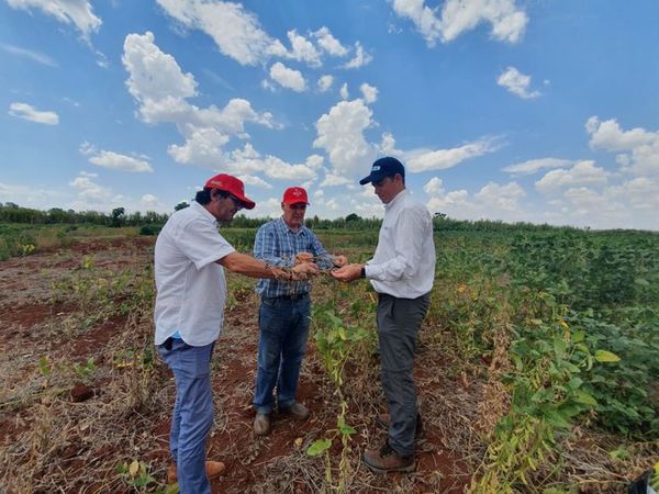 Ven ensayos de soja resistente a sequía - ABC Rural - ABC Color