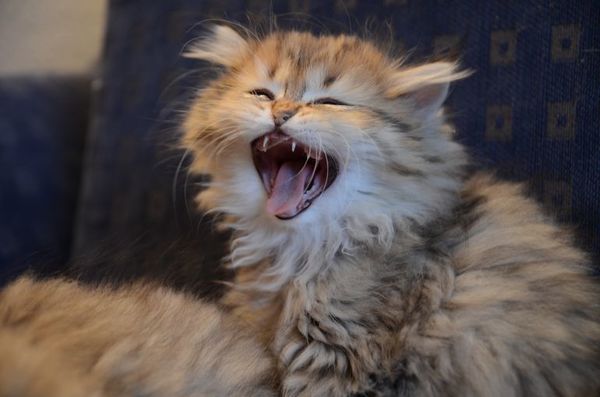 Cómo interpretar el idioma de los gatos - Mascotas - ABC Color