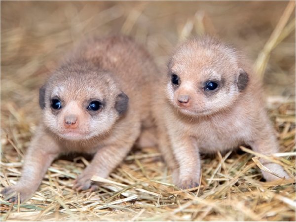 Nacen por primera vez suricatas en  zoológico de Miami