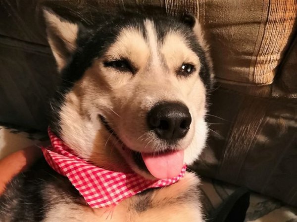 Murió perro que vendía cupcakes para tratamiento contra cáncer