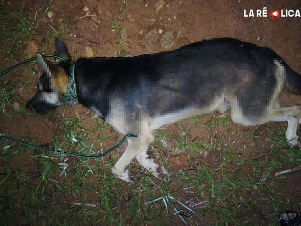 Hombre que habría matado a su perro tras ahorcarlo es imputado