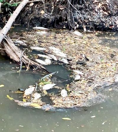 JEM pide informes a Fiscalía sobre actuar en caso de supuesta contaminación - Nacionales - ABC Color