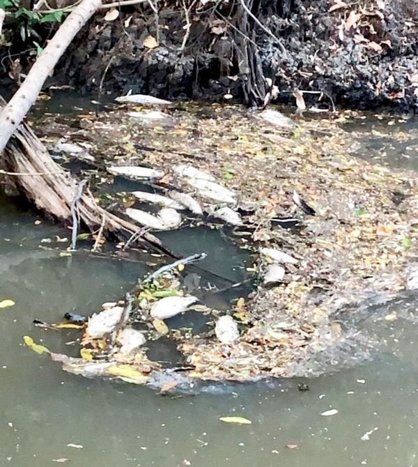 JEM pide informes a Fiscalía sobre actuar en caso de supuesta contaminación - Nacionales - ABC Color