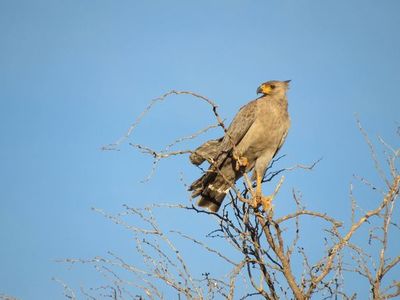 El águila coronada, el “desconocido” tesoro argentino a punto de la extinción - Ciencia - ABC Color