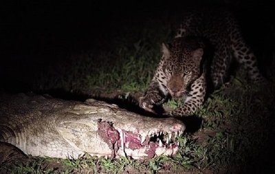 Temerario 'gatito': Robó carne de las mandíbulas de un cocodrilo | Noticias Paraguay