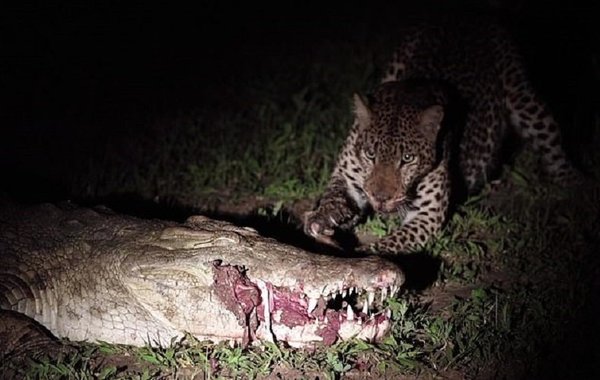 Temerario 'gatito': Robó carne de las mandíbulas de un cocodrilo | Noticias Paraguay