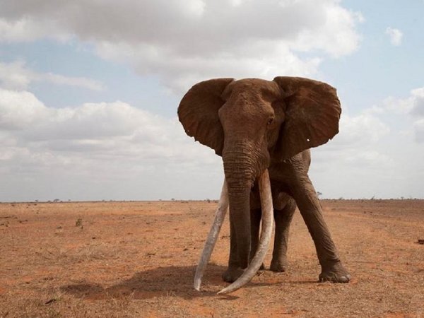 Muere Tim, uno de los últimos elefantes de grandes colmillos de África