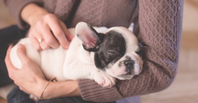 Llamar mascota a tu perrito es “ofensivo” ndaje