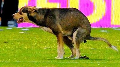 Perro hace caca en el partido Rosario vs River (VIDEO) - PARAGUAYPE.COM