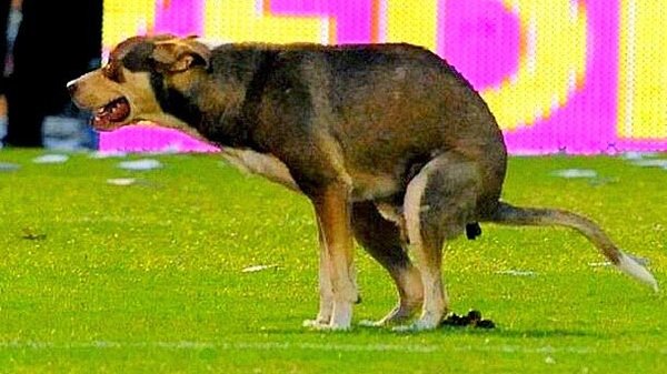Perro hace caca en el partido Rosario vs River (VIDEO) - PARAGUAYPE.COM