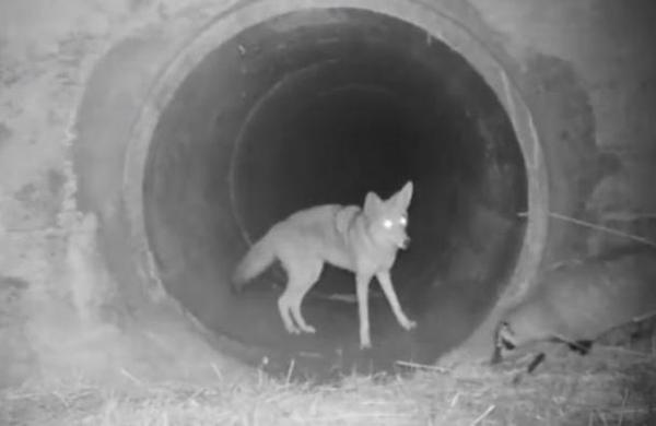 La 'salida nocturna' de un coyote y su amigo tejón que maravilla a la web - SNT
