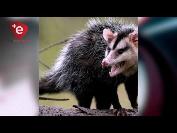 MYKURE, ANIMAL QUE AYUDA A COMBATIR LAS GARRAPATAS