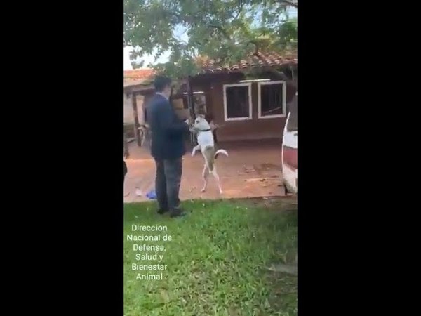 Rescatan a perro que vivía atado las 24 horas del día, pese a las lluvias y el calor