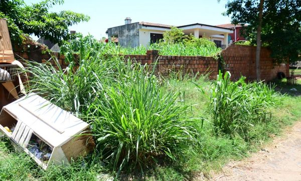 Multarán a quienes no limpien patios baldíos en CDE