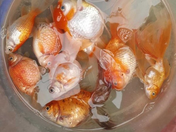 Corte de luz quemó su tele y mató a sus peces