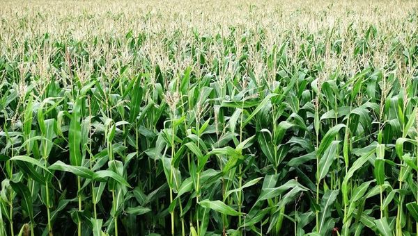 Producción récord de maíz: rendimiento ayudó a incrementar la exportación en 123%