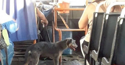 Un peludito se pasea en buses de Ñemby