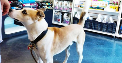Rescatan a un perro que era atado 24 horas