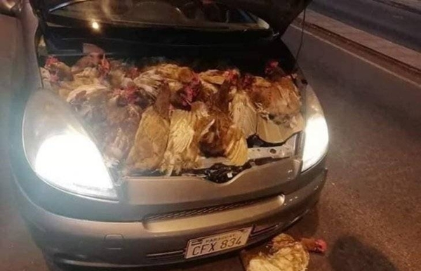 HOY / Contrabando de gallinas y huevos: masivo ingreso liquida a productores nacionales