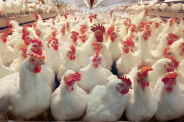 Denuncian que contrabando de pollos llega a G. 2 mil millones al mes